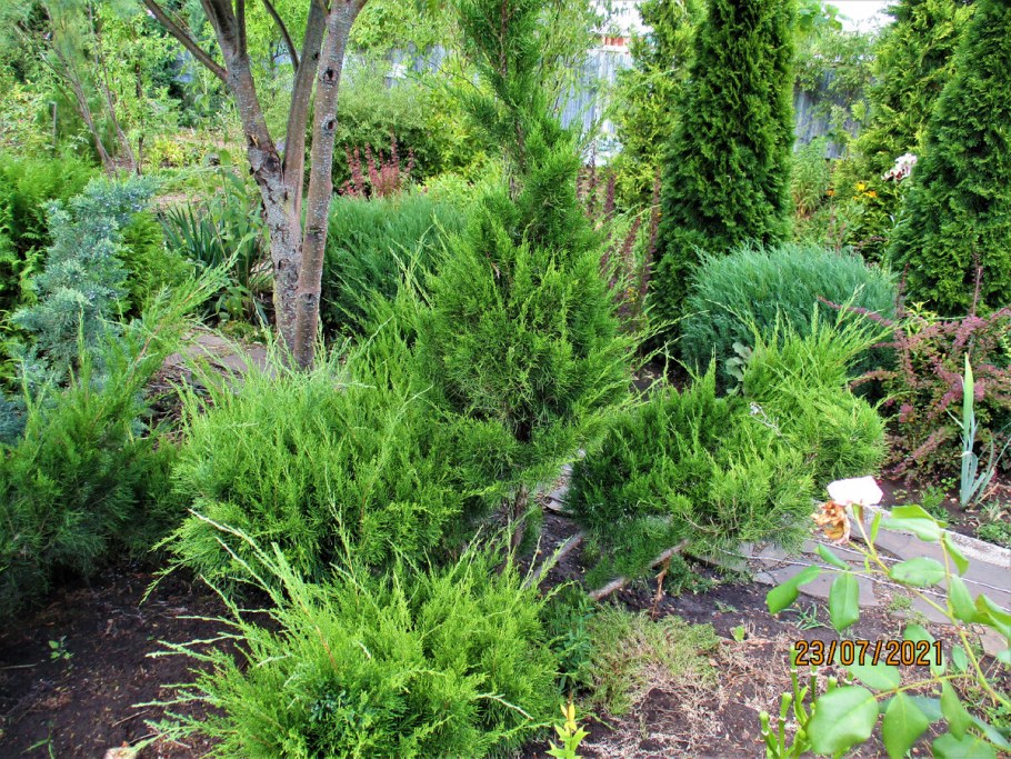 Миксбордер из лиственных и хвойных растений