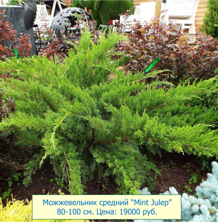 Можжевельник Mint Julep