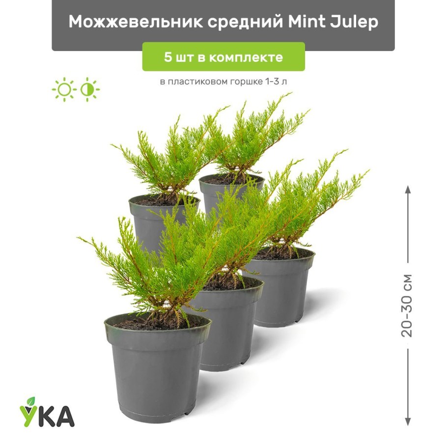 Можжевельник Пфитцериана минт джулеп