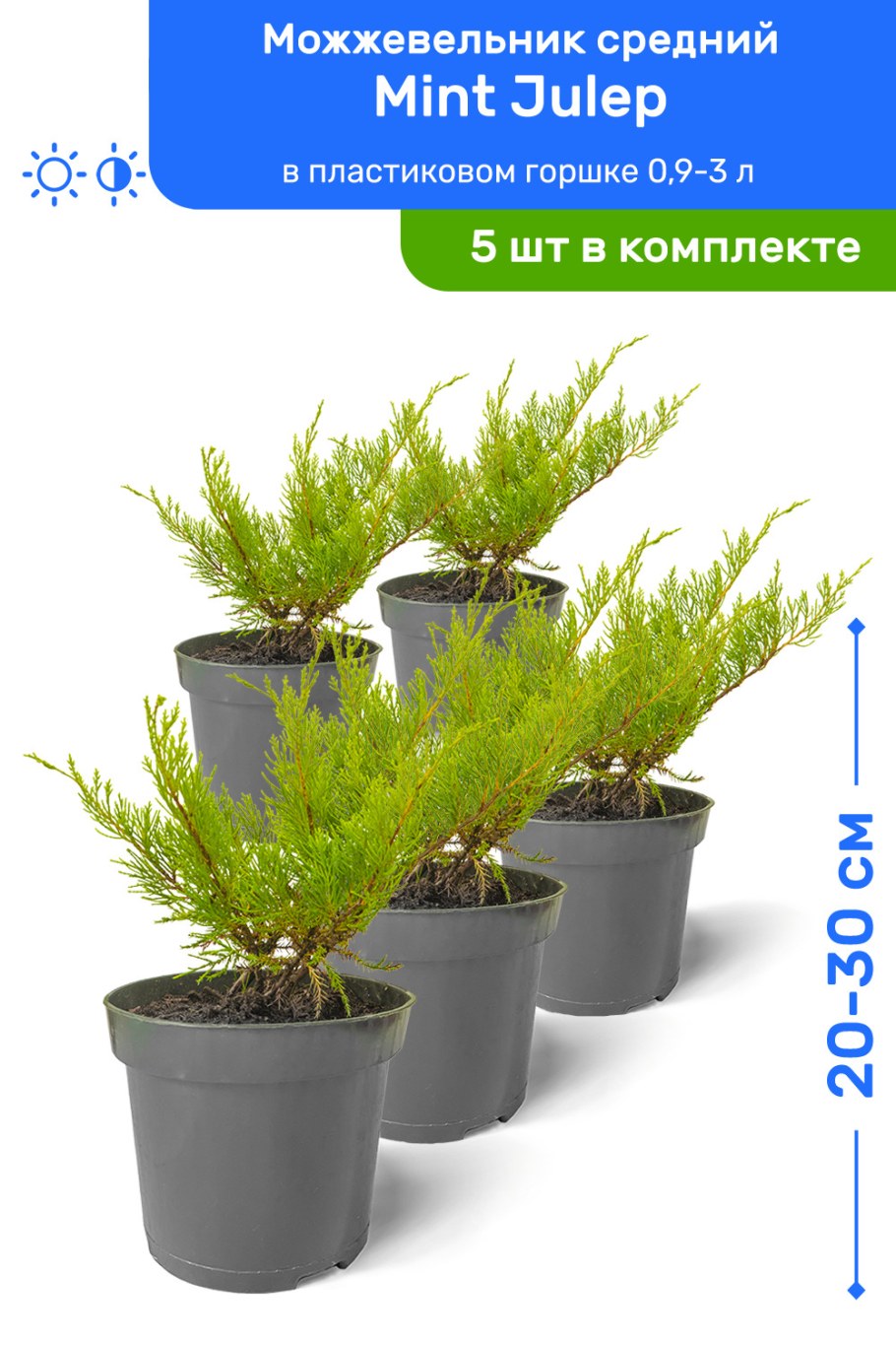 Можжевельник Пфитцериана минт джулеп