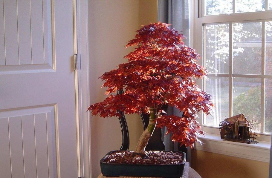 Японский красный клен бонсай