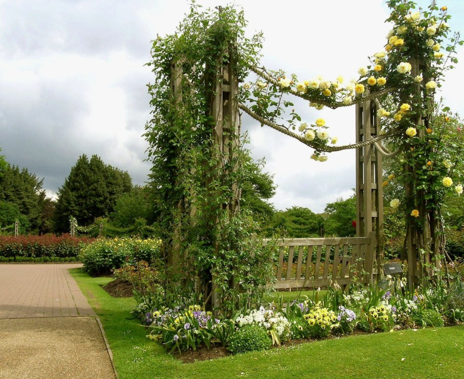 Пергола клематис плющ дорожка