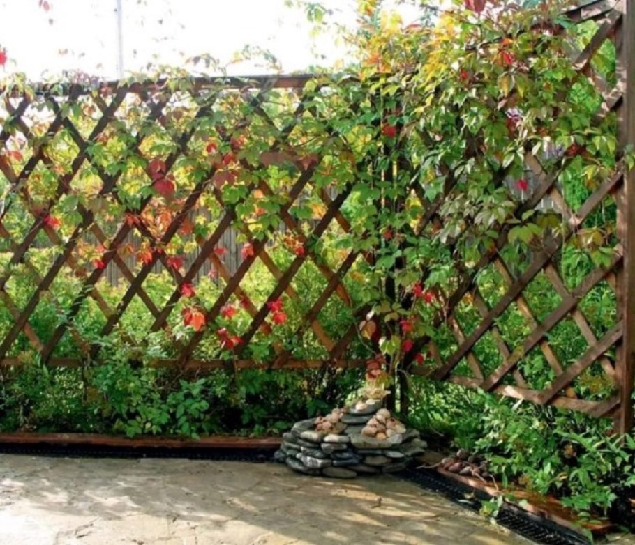 Шпалера актинидия клематис