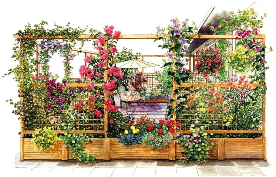 Плетистая роза на террасе