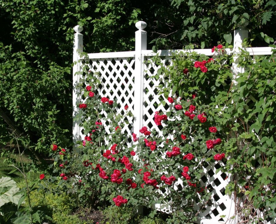 Роза Нозоми Живая изгородь