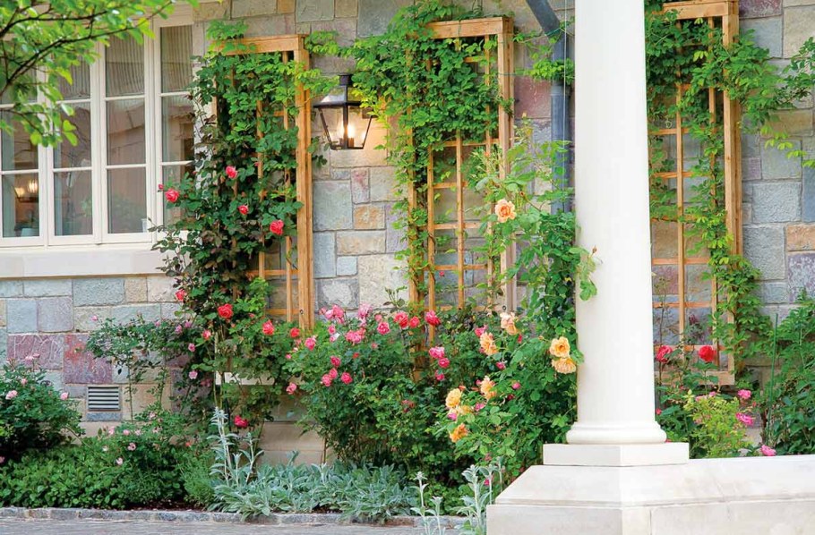 Вертикальное Озеленение плетистая роза