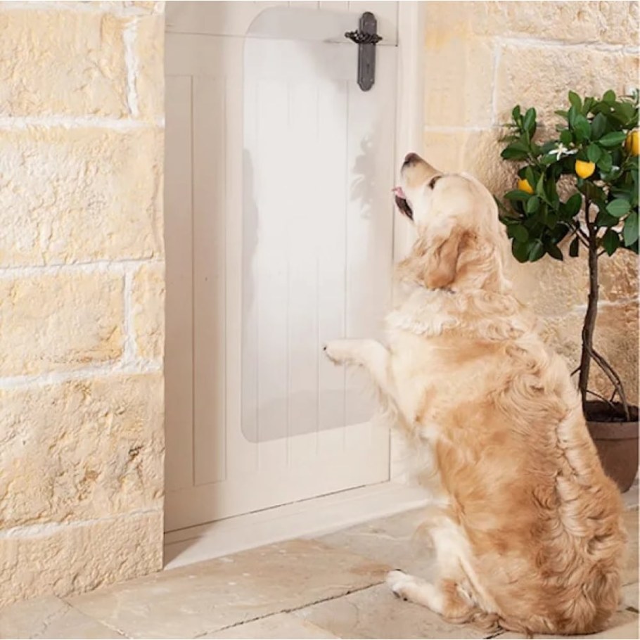 Защита дверей от собак