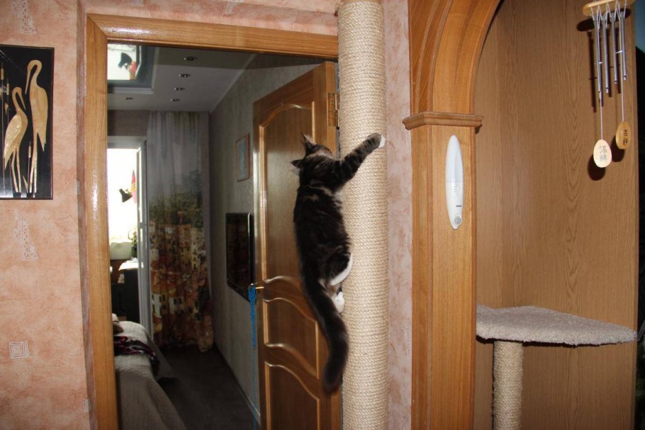 Когтеточка на стену