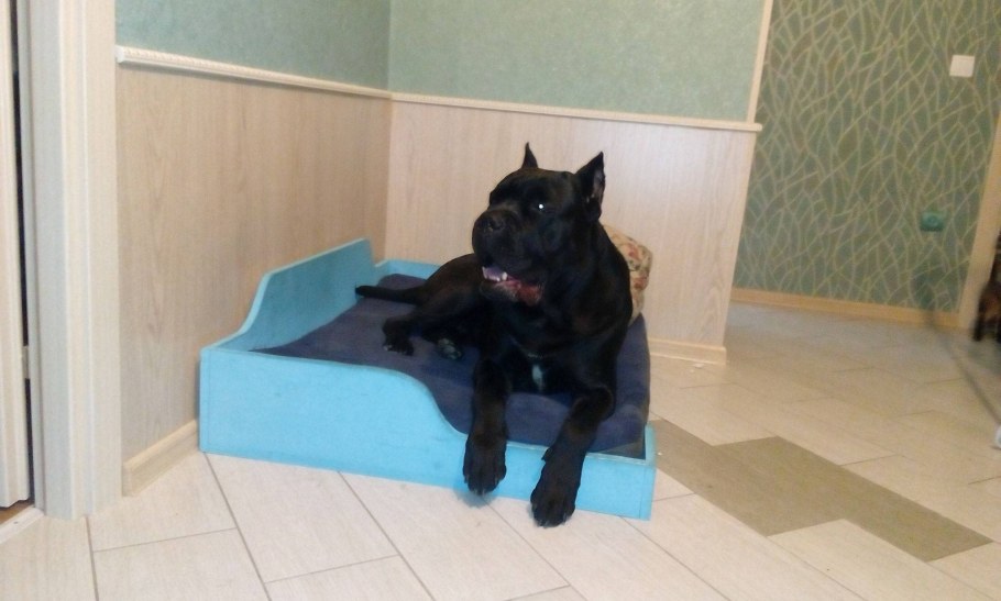 Антивандальное покрытие для стен от собак