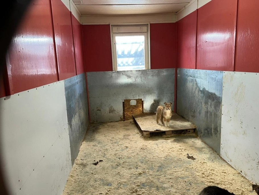 Элитный приют для животных