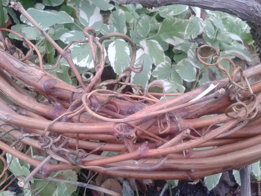 Шар из лозы девичьего винограда