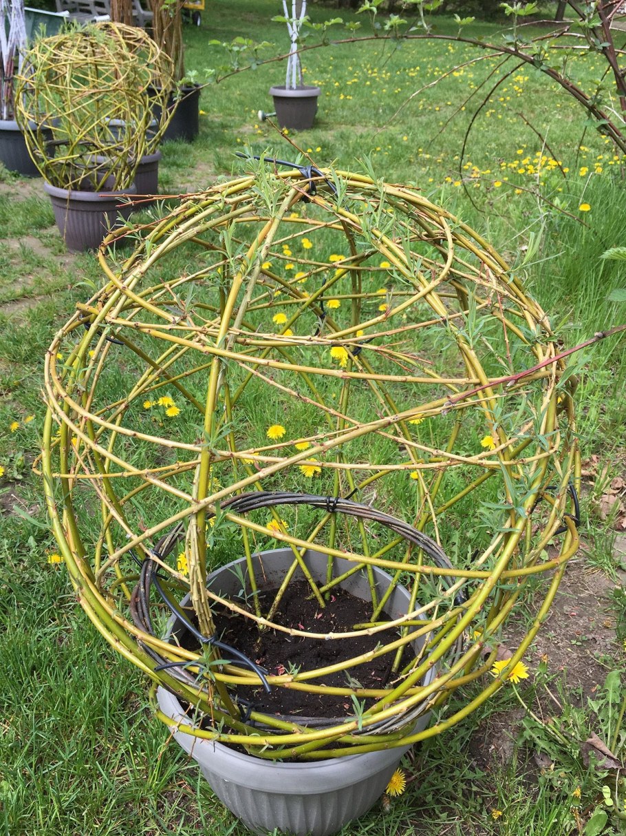 Плетеное дерево из ивовых прутьев