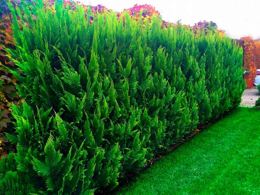 Кипарис Лавсона Живая изгородь