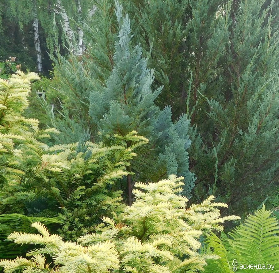 Кипарисовик Лавсона Элвуди Пилар