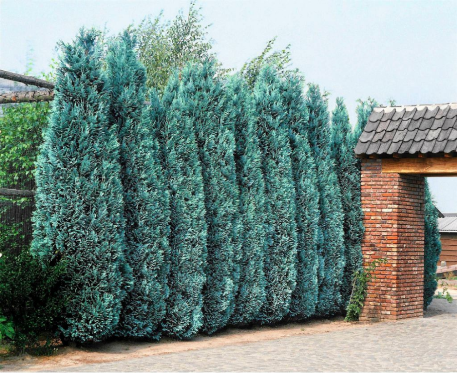 Кипарисовик Лавсона Колумнари