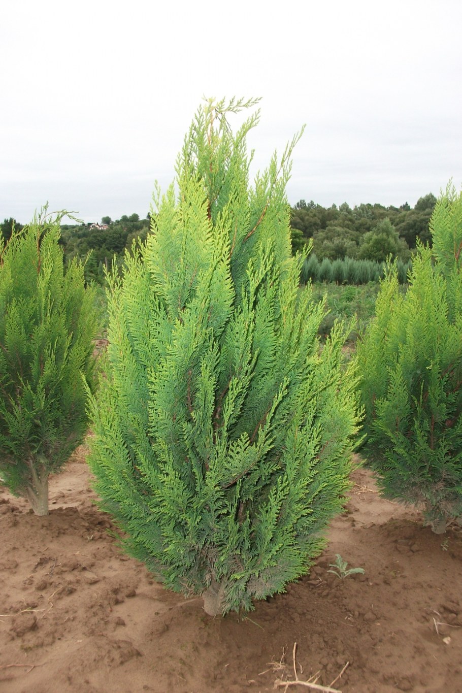 Кипарисовик Лавсона Алюмиголд