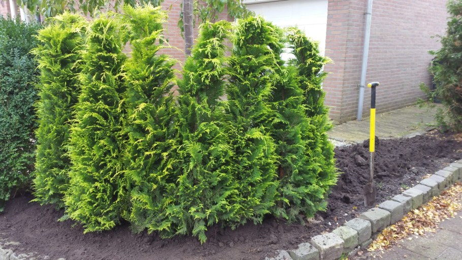 Кипарисовик Стардаст