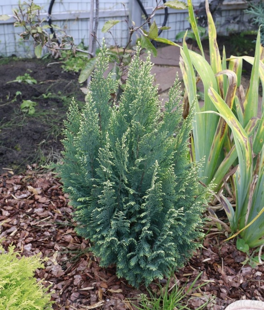 Кипарисовик Лавсона Пелтс Блю