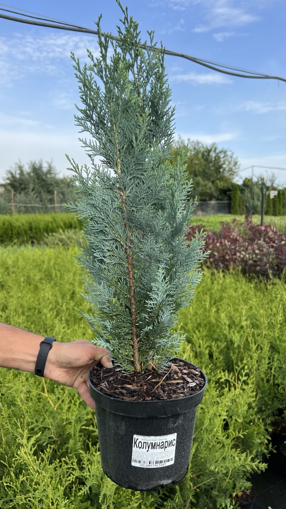 Можжевельник скальный Мунглоу (Moonglow)