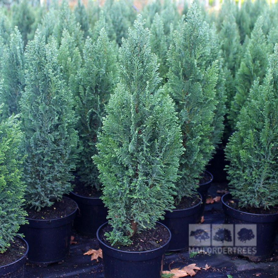 Кипарисовик Лавсона Блю сюрпрайз