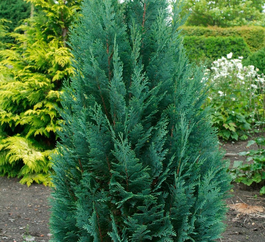 Кипарисовик Лавсона Элвуди Эмпайр