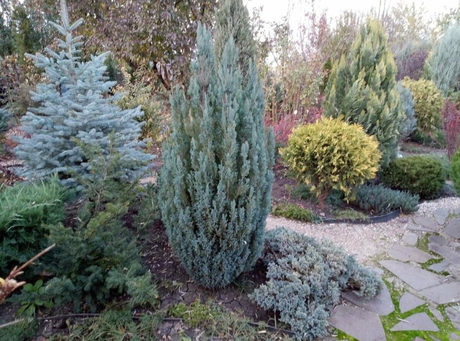 Кипарисовик Лавсона Элвуди Пилар