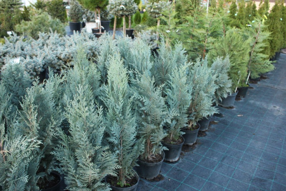 Кипарисовик Лавсона Стардаст