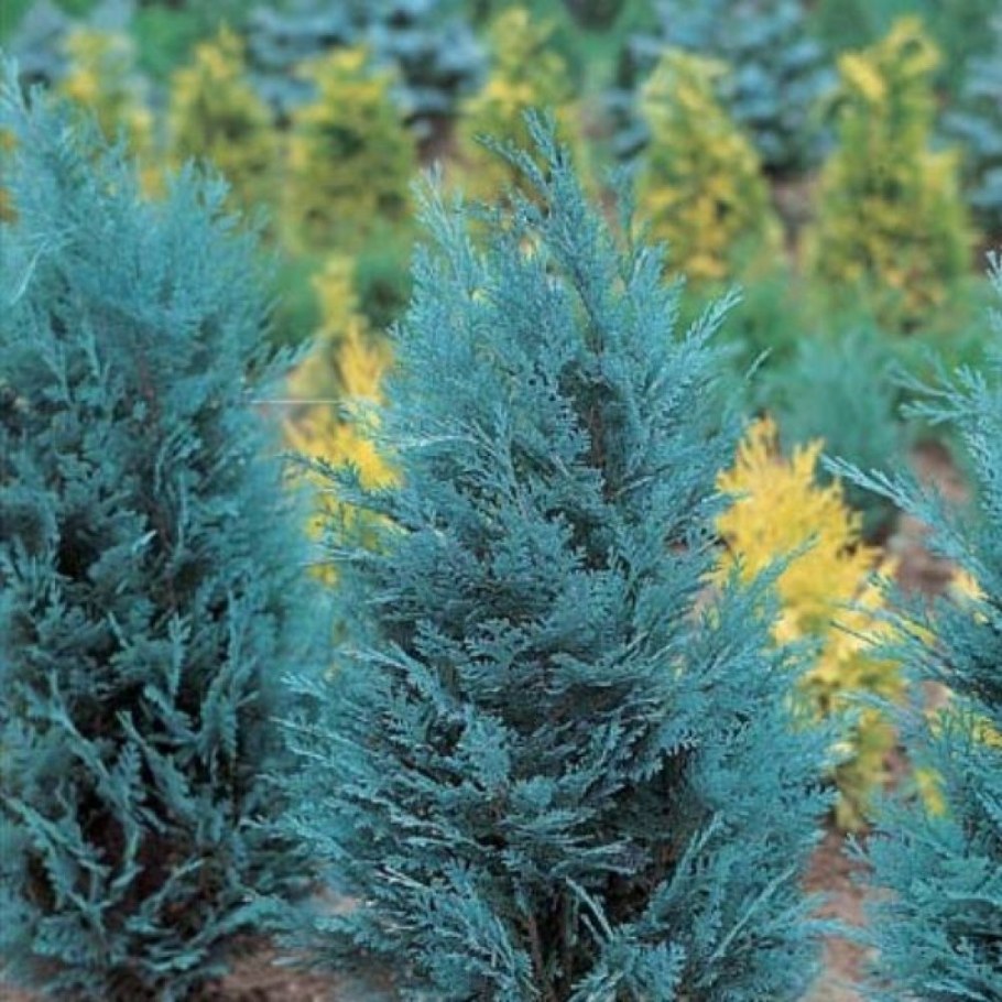 Кипарисовик Лавсона голубой