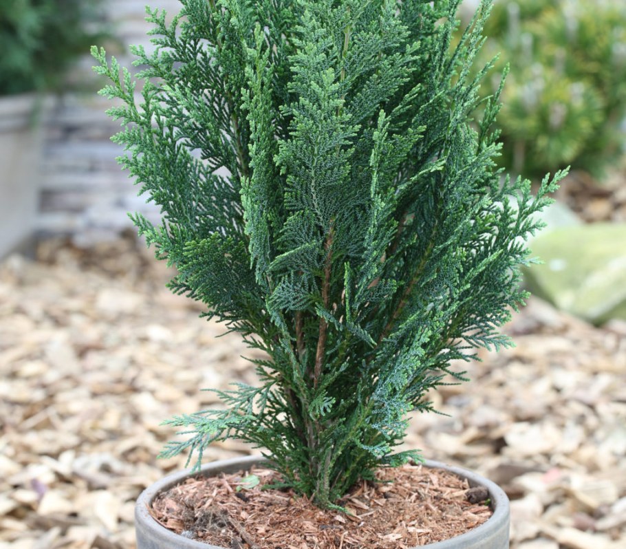 Кипарисовик Элвуди д9