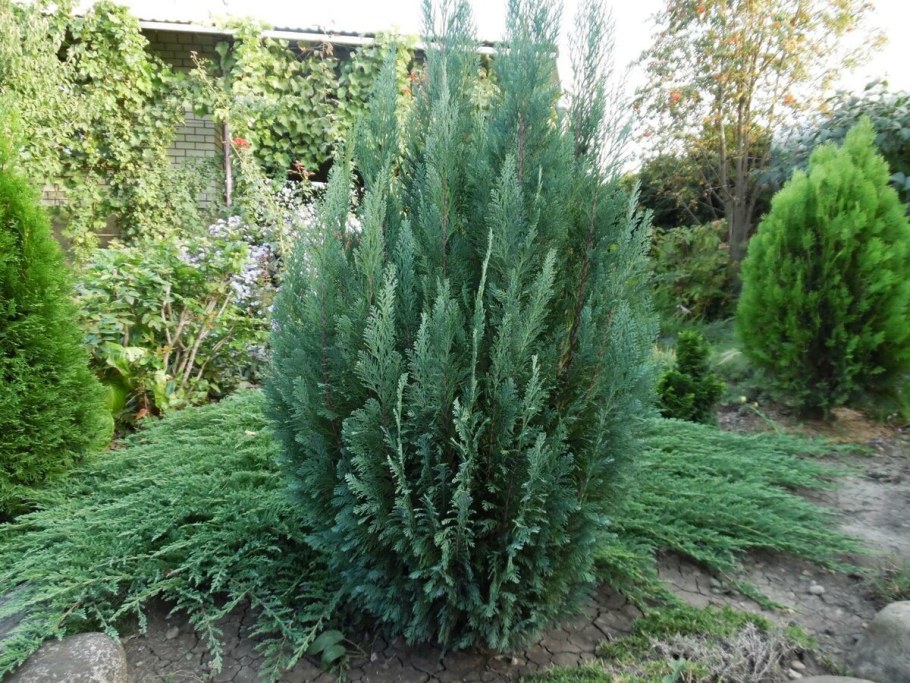 Кипарисовик Лавсона Эмпайр