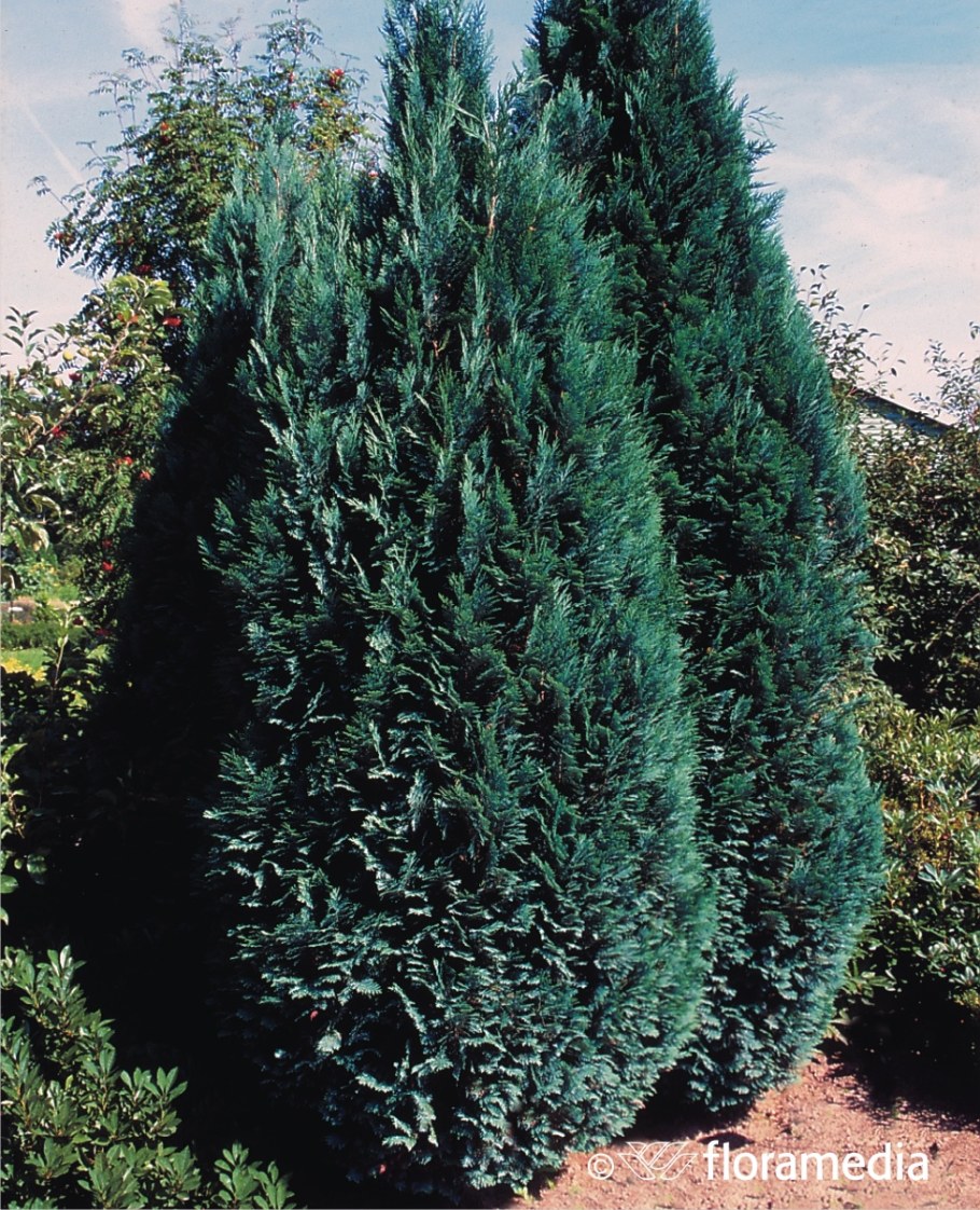 Кипарисовик Лавсона Эмпайр