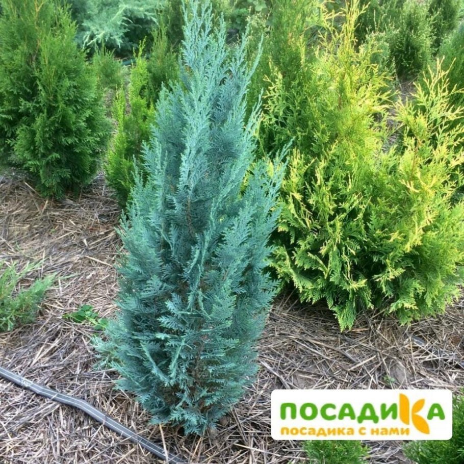 Кипарисовик Лавсона Элвуди Эмпайр