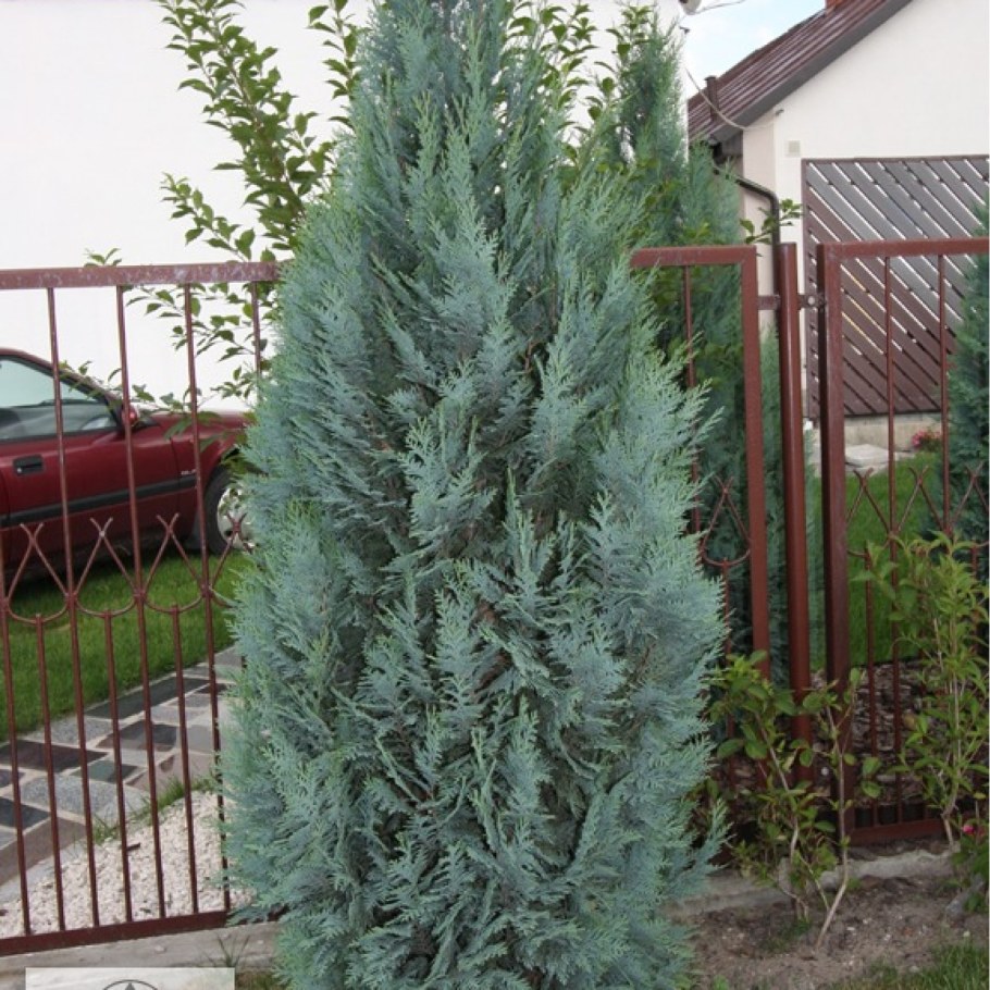 Кипарисгвик клоумунарис