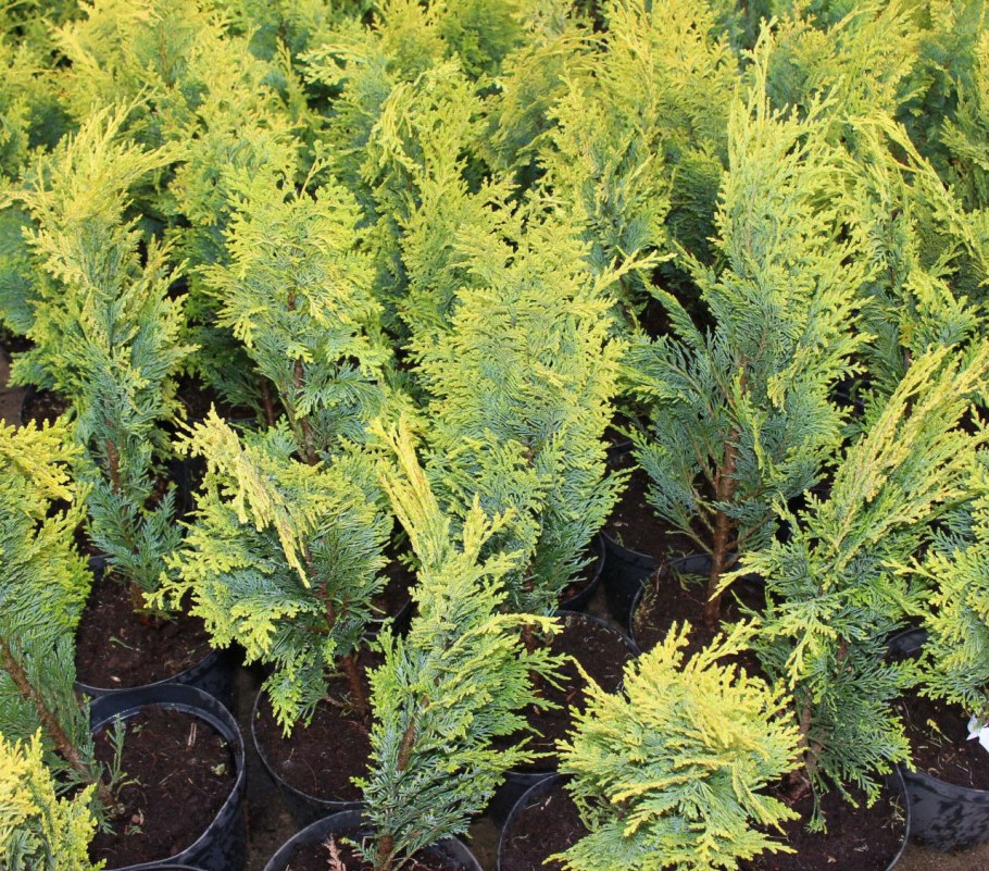 Кипарисовик Лавсона алюми