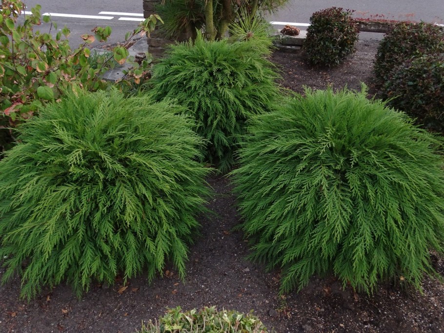 Можжевельник Филифера