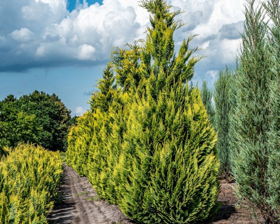 Кипарисовик Алюмиголд