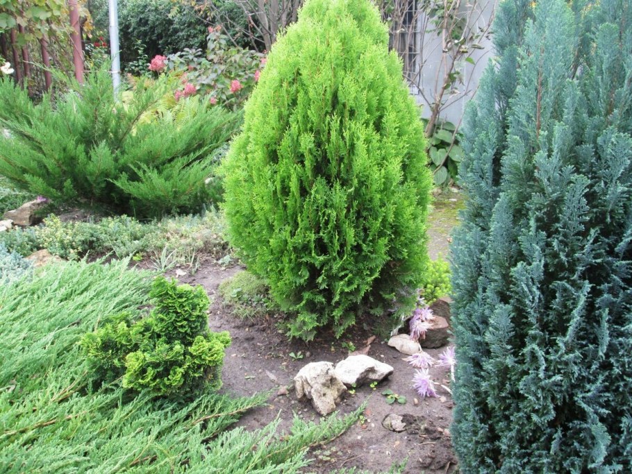 Лавсона Элвуди