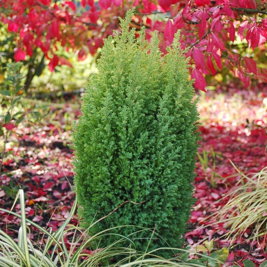 Кипарисовик Элвуди Голд