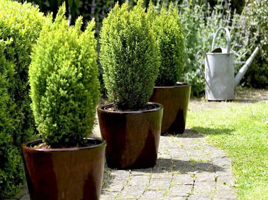 Кипарисовик Лавсона Элвуди