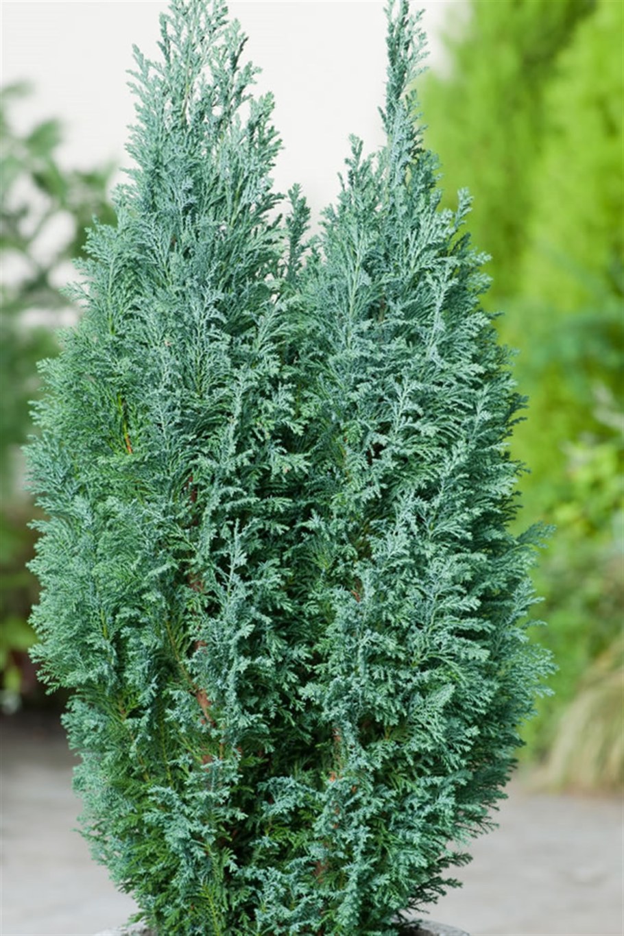 Кипарисовик Ellwoodii