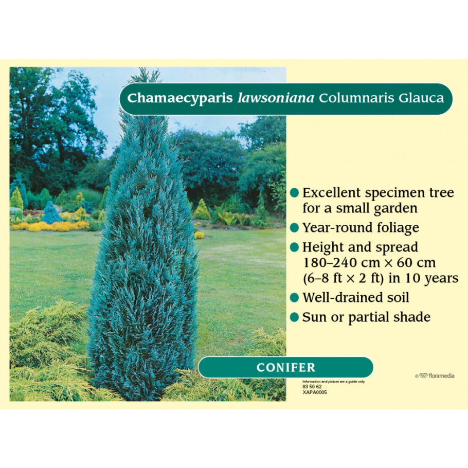 Кипарис Лавсона Колумнарис описание