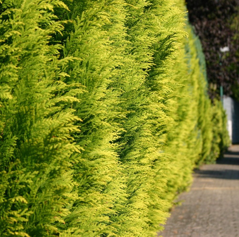 Кипарисовик Лавсона Chamaecyparis lawsoniana Golden Wonder