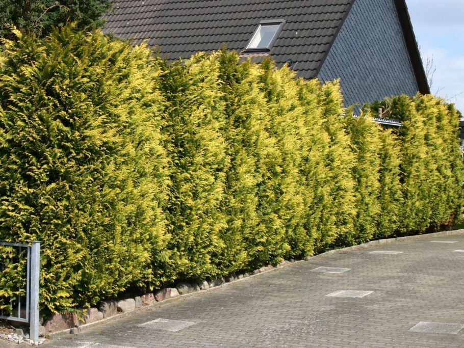 Кипарисовик Лавсона изгородь