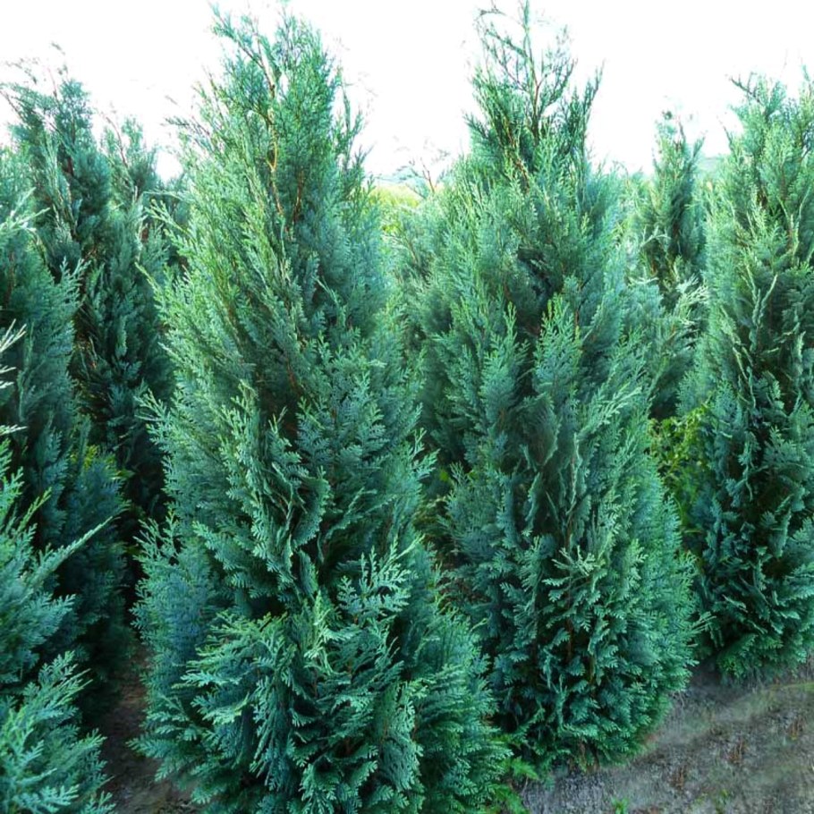 Кипарисовик Лавсона алюми