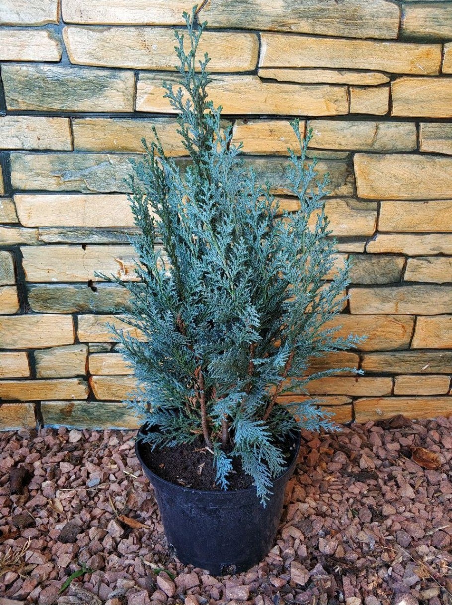 Кипарисовик Лавсона ПЕМБАРИ Блу