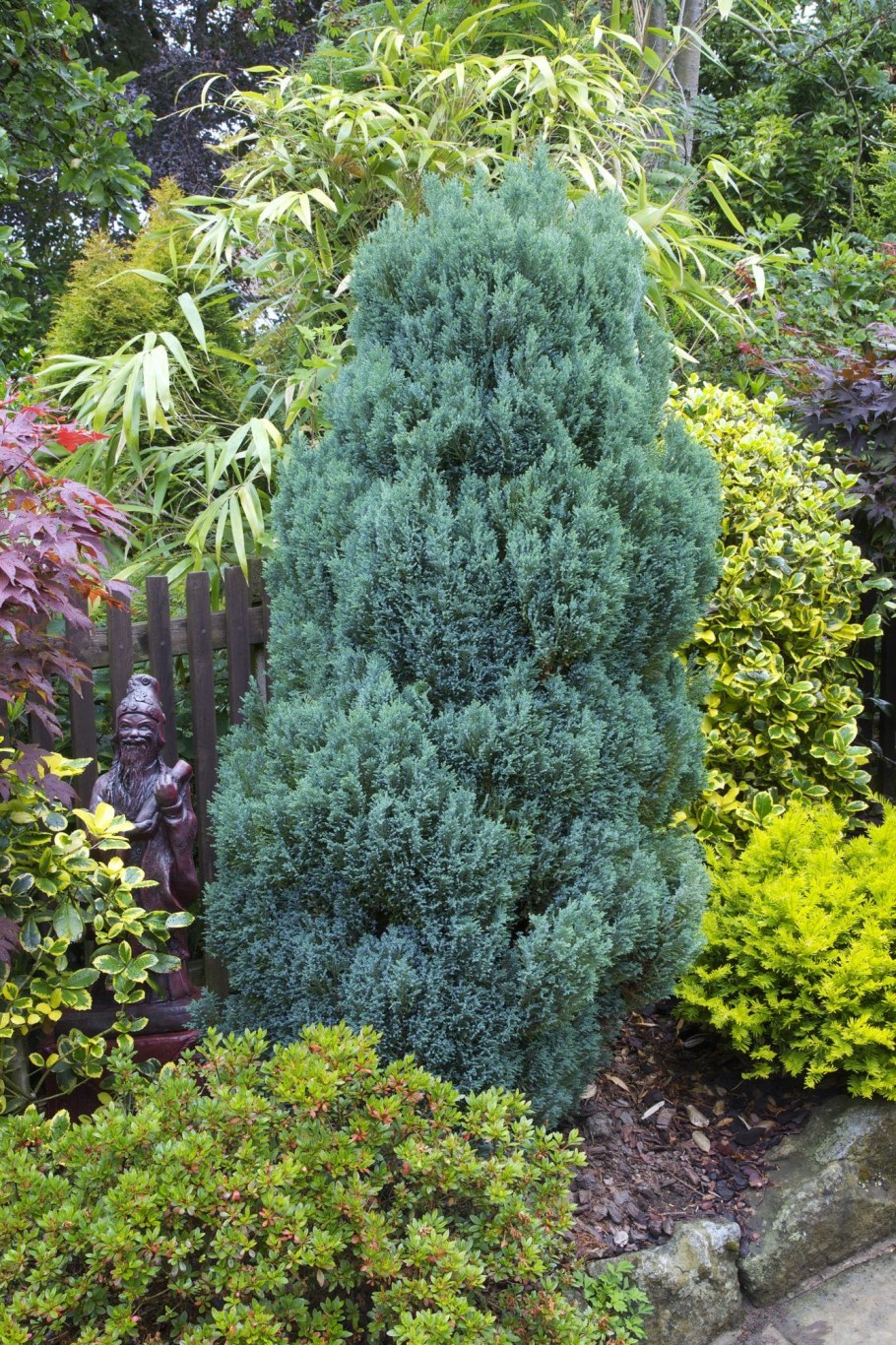 Кипарисовик Лавсона сорта