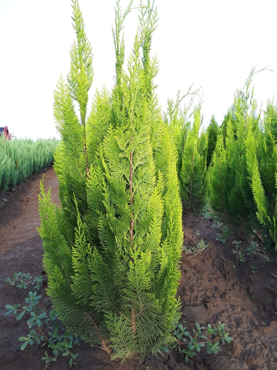 Кипарисовик Лавсона Аурея