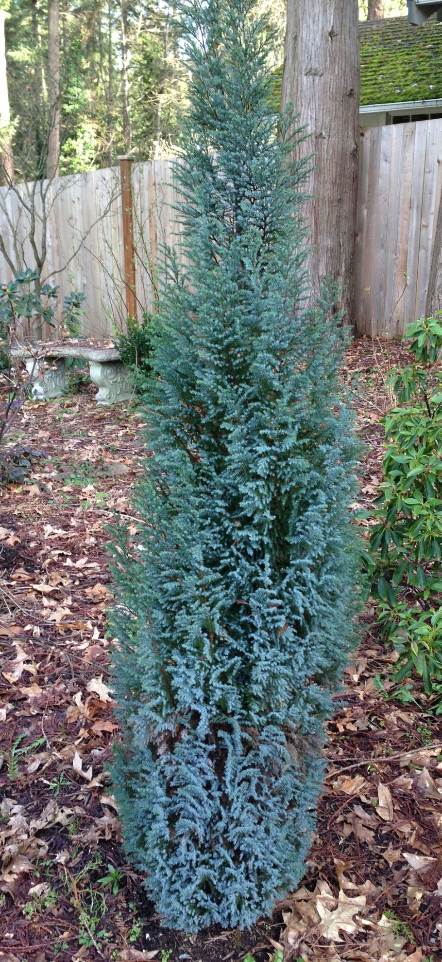 Кипарисовик Лавсона Пелтс Блю