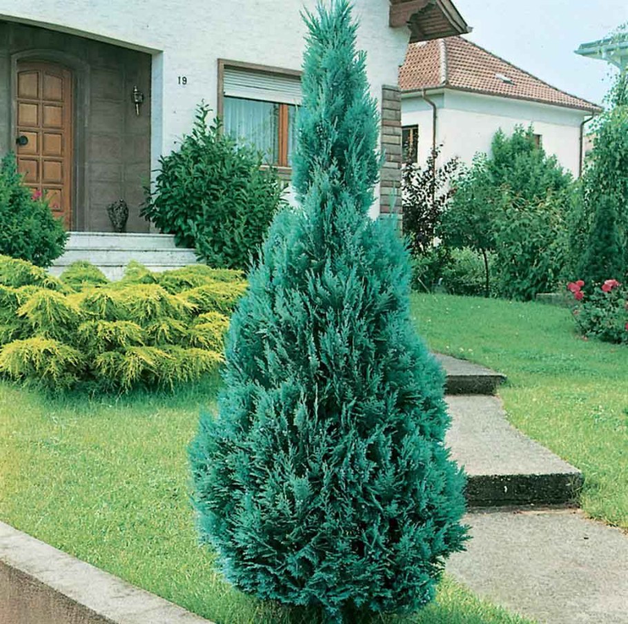 Кипарисовик Блю сюрпрайз