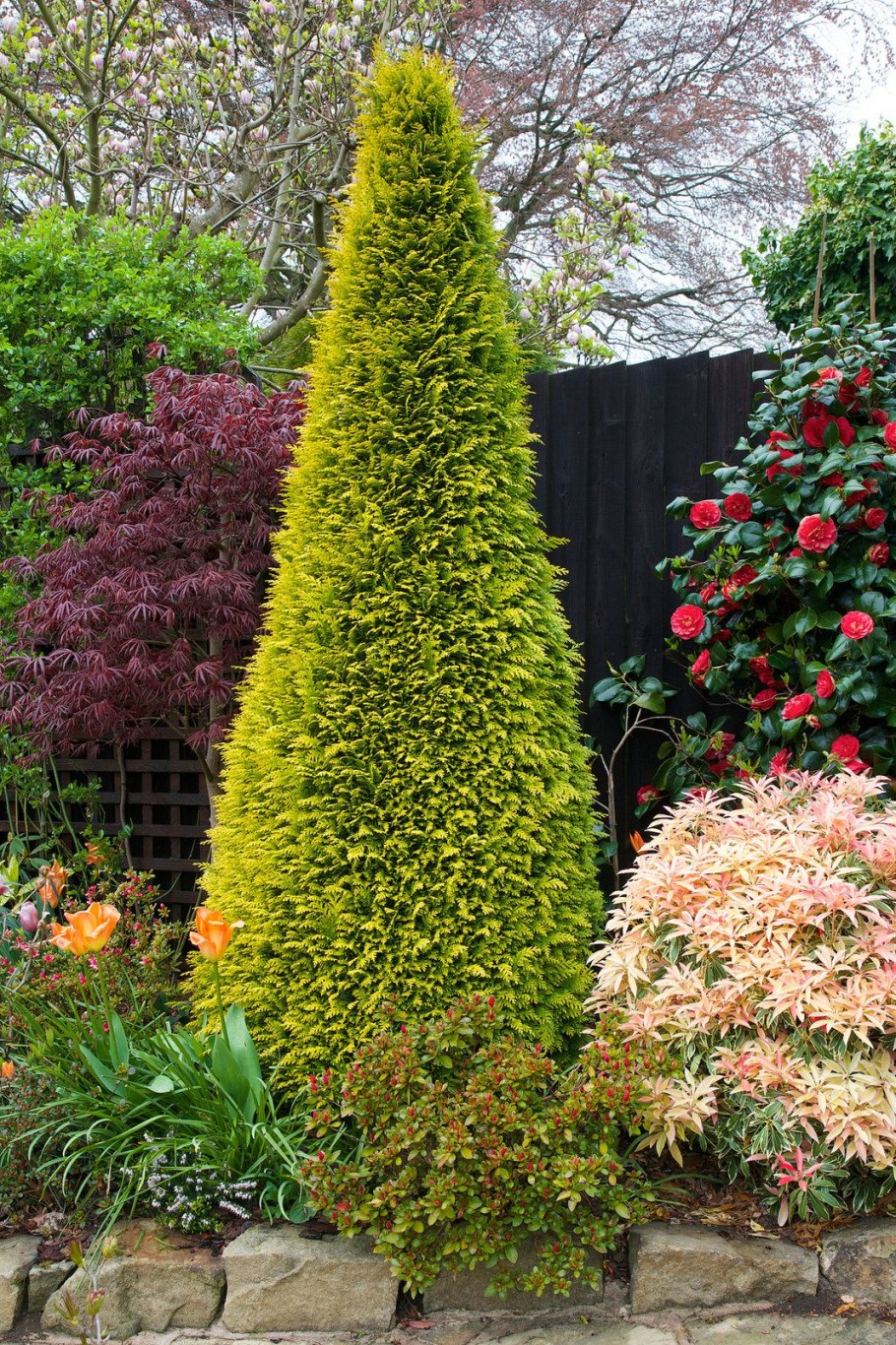 Кипарисовик Лоусона lawsoniána